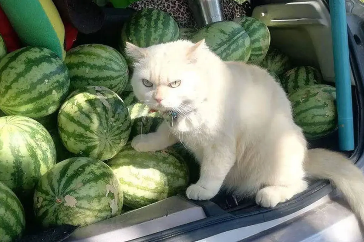 Punya Tampang Judes, Kucing Penjaga Semangka Ini Malah Disukai Netizen