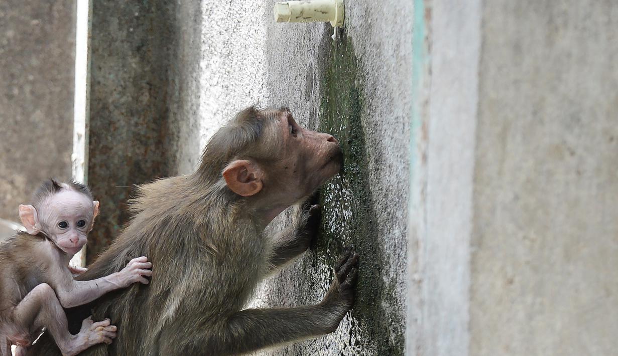 Wow 11 Gambar Lucu Monyet Sedih
