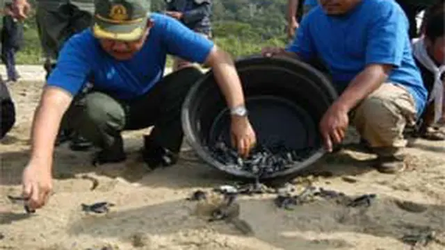 Pelepasan tukik atau bayi penyu hijau di Pantai Sukamade Banyuwangi
