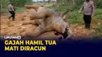 vertical gajah