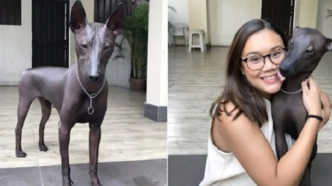Nyaris Tak Berbulu, Warganet Kecele Mengira Anjing Ini Patung