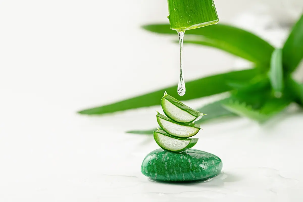 Tips Praktis Membuat Olahan Lidah Buaya yang Aman, Dijamin Anti Pahit