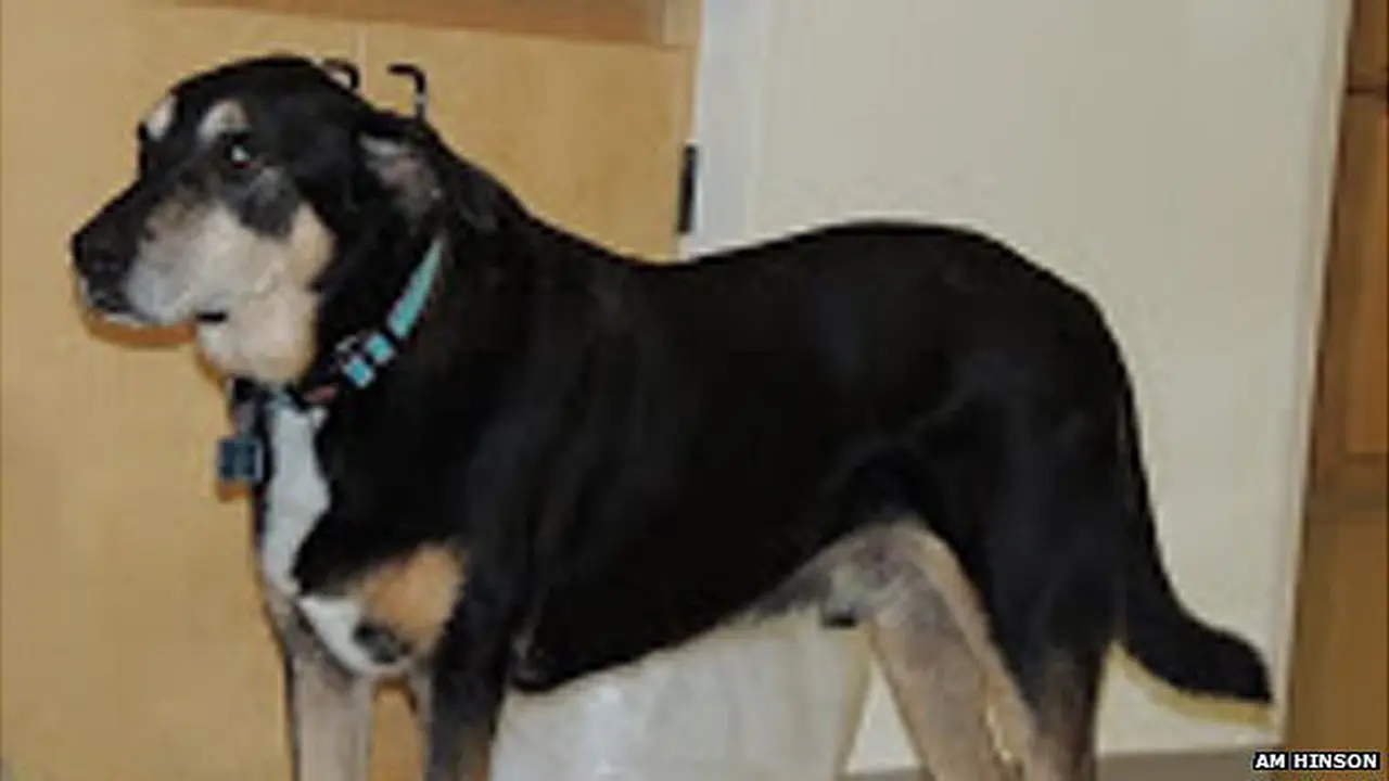 Anjing Bisa Deteksi Kanker Tiroid
