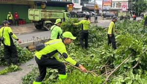 Suku Dinas Pertamanan dan Hutan Kota (Sudin Tamhut) Jakarta Barat memangkas 60 pohon berpotensi tumbang. (Antara)