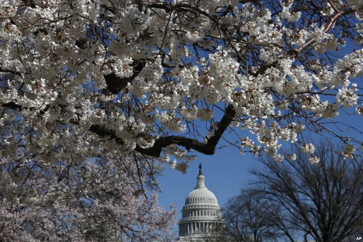 Bunga sakura di Washington, AS. (VOA News)