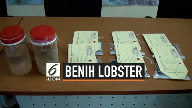 Direktorat Tindak Pidana Tertentu Bareskrim Polri kembali menggagalkan penyelundupan benih lobster senilai Rp 8,5 miliar. Total ada 44 kasus yang berhasil diungkap, dimana sekitar 3,5 juta ekor berhasil diamankan.