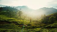 6 Places To Visit In Wayanad: Explore Its Breathtaking Landscape And Rich Heritage
