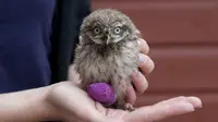 Perban Lucu untuk Burung Hantu Mungil