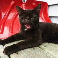 Kucing 'Bajak Laut' Ini Punya Banyak Penggemar 