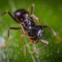 Dua Tahun Rumahnya Dikerubungi Semut, Keluarga Ini Terpaksa Jadi Tunawisma (Sumber: Ilustrasi Semut: Pexels/ egor kamelev)