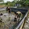 7 Cara Membersihkan Kolam Lele Terpal yang Licin dan Berlendir Sebelum Dipakai Lagi