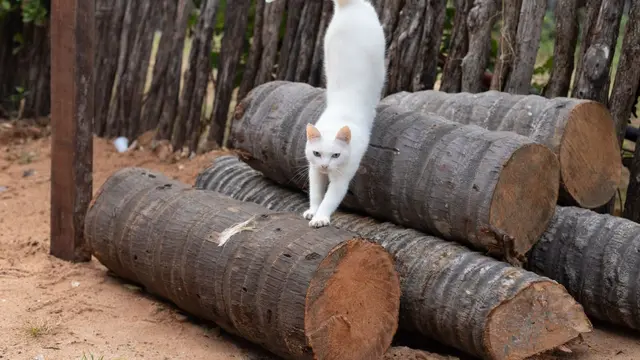 Alasan Kucing Meregangkan Tubuh Saat Melihat Orang
