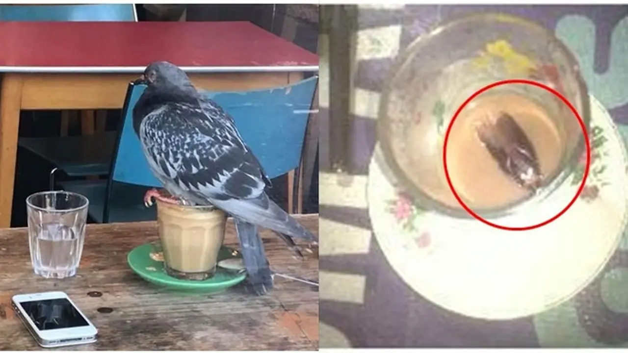 6 Momen Apes saat Mau Minum Ini Bikin Geleng Kepala