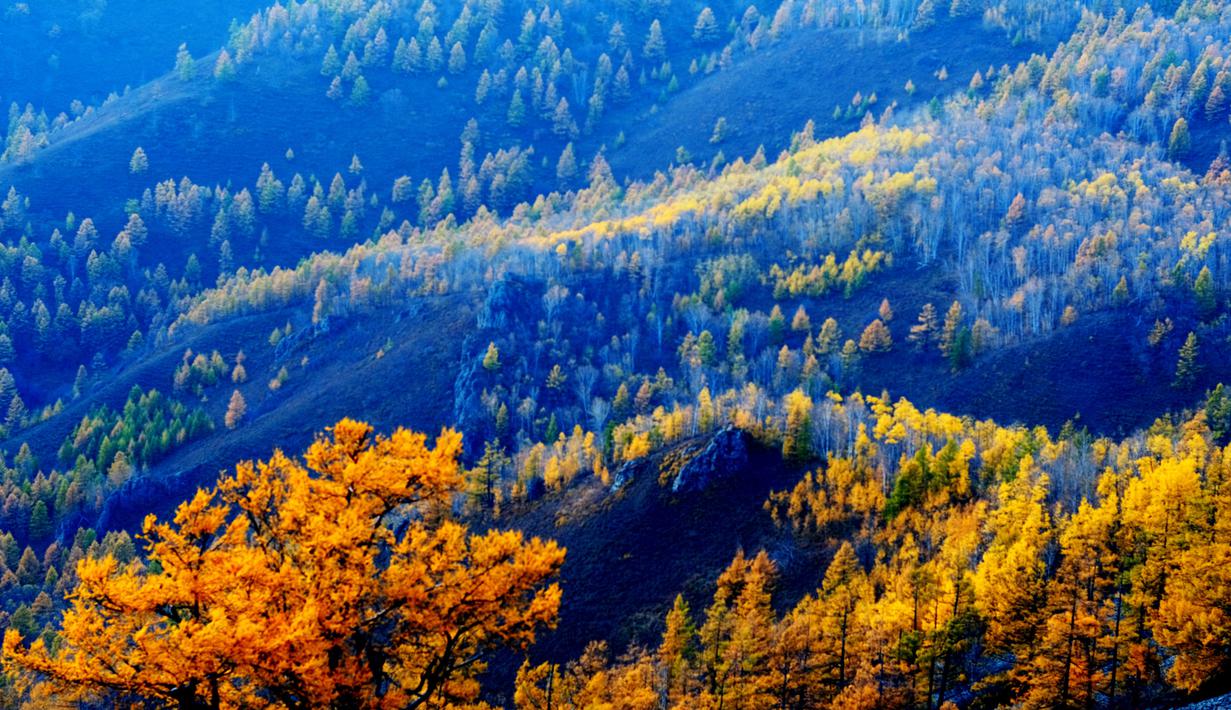 Foto pada 26 September 2020 menunjukkan pemandangan sebuah hutan di Kota Arxan, Daerah Otonom Mongolia Dalam, China utara. Lahan yang mengalami desertifikasi dan sandifikasi di Mongolia Dalam telah berkurang dalam 15 tahun beruntun. (Xinhua/Jia Lijun)