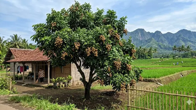 Pohon Buah yang Tahan Angin untuk Rumah Pinggir Sawah