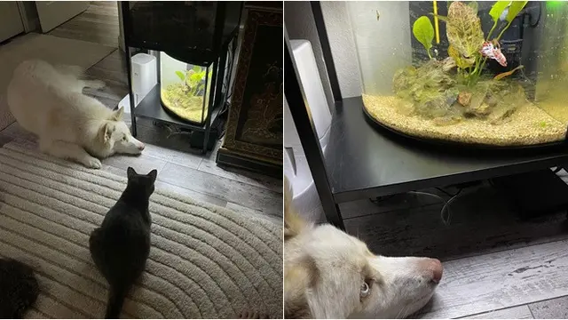 6 Potret Akur Hewan Peliharaan Beda Jenis, Damai Penuh Kasih Sayang