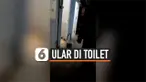 TEMUKAN ULAR