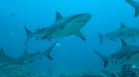 Setengah juta hiu akan dibunuh untuk diambil minyak alaminya untuk menghasilkan vaksin virus corona, menurut para ahli konservasi. Salah satu bahan yang digunakan dalam beberapa kandidat vaksin COVID-19 adalah squalene, petisi untuk berhenti menggunakan hiu (change.org)