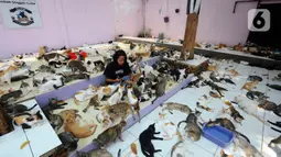 Penjaga kandang merawat kucing lokal terlantar di rumah penampungan kucing dan anjing terlantar Clow di kawasan Parung, Bogor, Jawa Barat, Kamis (22/9/2022). Saat ini, ada sekitar 1.300 kucing lokal yang terlantar di jalanan dipelihara di rumah penampungan ini. (merdeka.com/Arie Basuki)