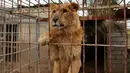 Seekor singa berada di dalam kerangkeng jelang dievakuasi dari kebun binatang Muntazah al-Nour di Mosul, Irak, Selasa (28/3). Singa dan beruang beruntung karena didapati Animal Charity Four Paws masih dalam keadaan hidup. (AFP PHOTO / AHMAD GHARABLI)