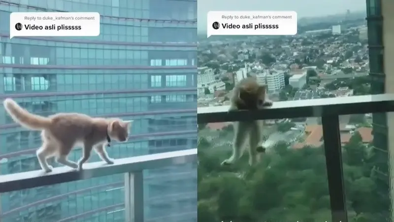 viral video kucing nyari jatuh dari apartemen