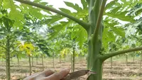 Tips Memilih Bibit Cangkok yang Bagus untuk Tanaman Buah
