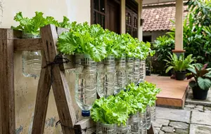 Cara Memanfaatkan Botol Plastik Bekas untuk Menanam Selada Hidroponik, Solusi Hemat di Rumah Mungil