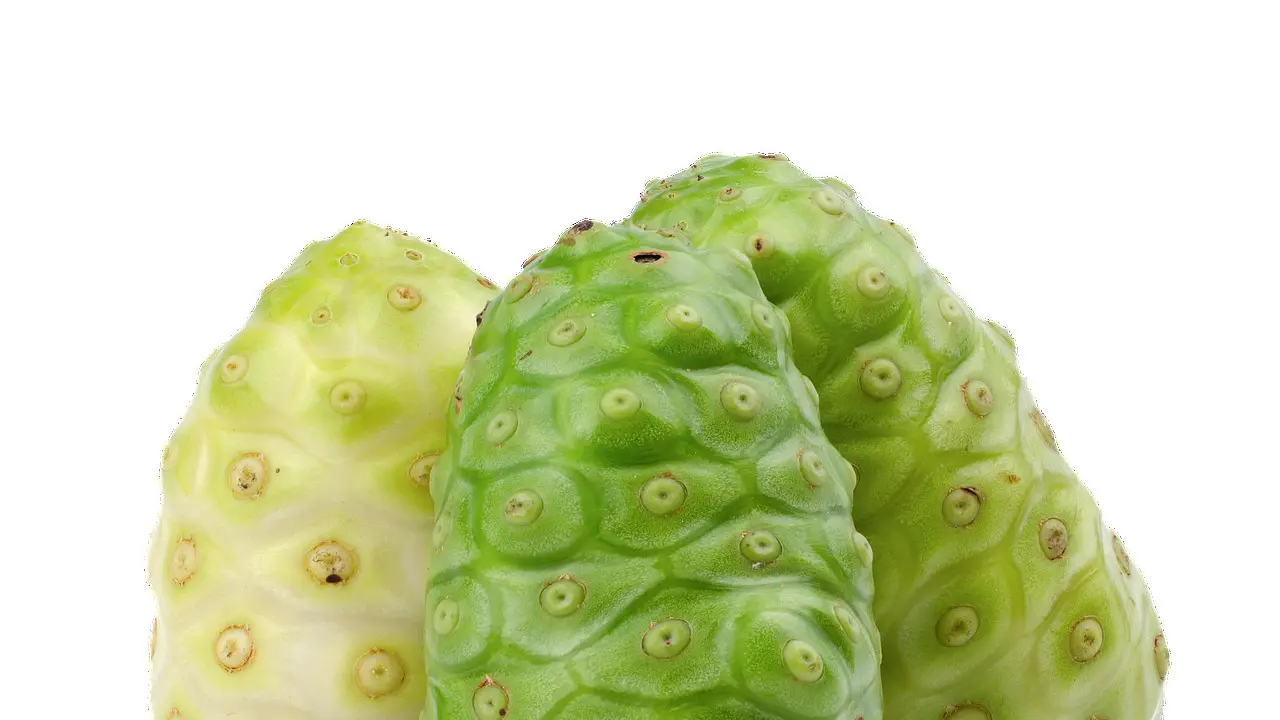 Ilustrasi buah mengkudu