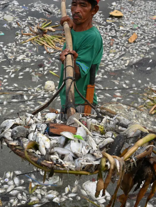 Pekerja menunjukkan ikan mati yang hanyut ke daratan Freedom Island saat mengumpulkannya di sepanjang Teluk Manila, Filipina, Jumat (11/10/2019). Pejabat Departemen Pertanian mengatakan pemerintah mencurigai kematian ribuan ikan tersebut disebabkan oleh penceman air di Teluk Manila. (Ted ALJIBE/AFP)