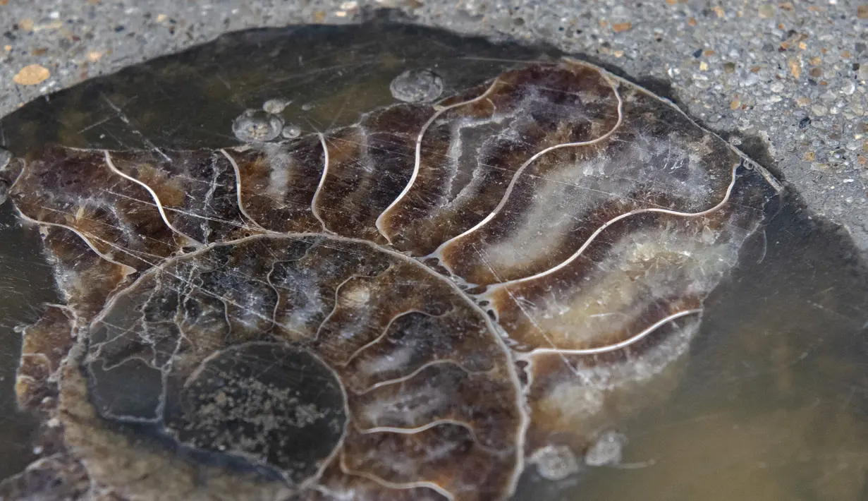 <p>Fosil amon ditemukan tertanam di trotoar baru area perbelanjaan di Bangkok, Thailand pada 3 Mei 2022. Para ahli paleontologi mengatakan lebih dari 70 cangkang yang tertanam di jalan setapak di luar pusat perbelanjaan Bangkok telah ditemukan sebagai fosil makhluk laut yang hidup lebih dari 66 juta tahun yang lalu. (Alex OGLE / AFP)</p>