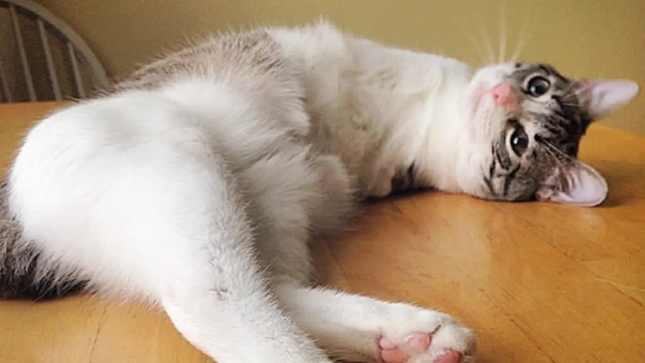 Kucing
