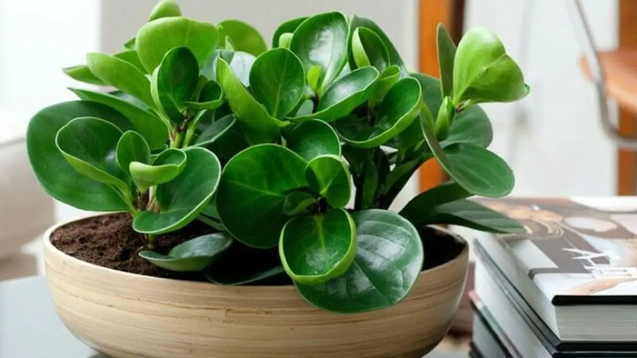 5. Baby Rubber Plant (beringin karet)