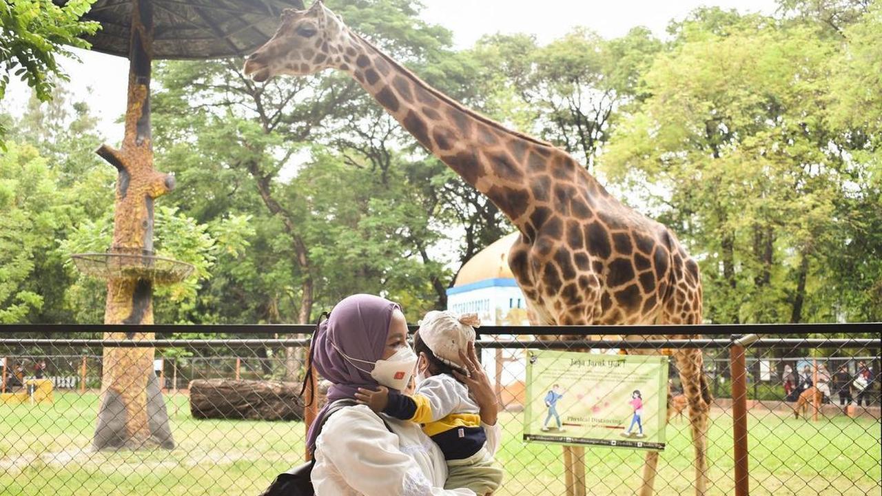 Kebun Binatang Surabaya ramaia pengunjung di hari pertama uji coba. (Dian Kurniawan/Liputan6.com)