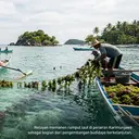 KKP Kucurkan Rp 9 Miliar untuk Budidaya Rumput Laut Karimunjawa