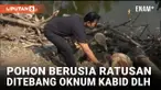 Diduga Cari Untung, Oknum Kabid DLH Lamongan Tebang Pohon Trembesi Berusia Ratusan Tahun
