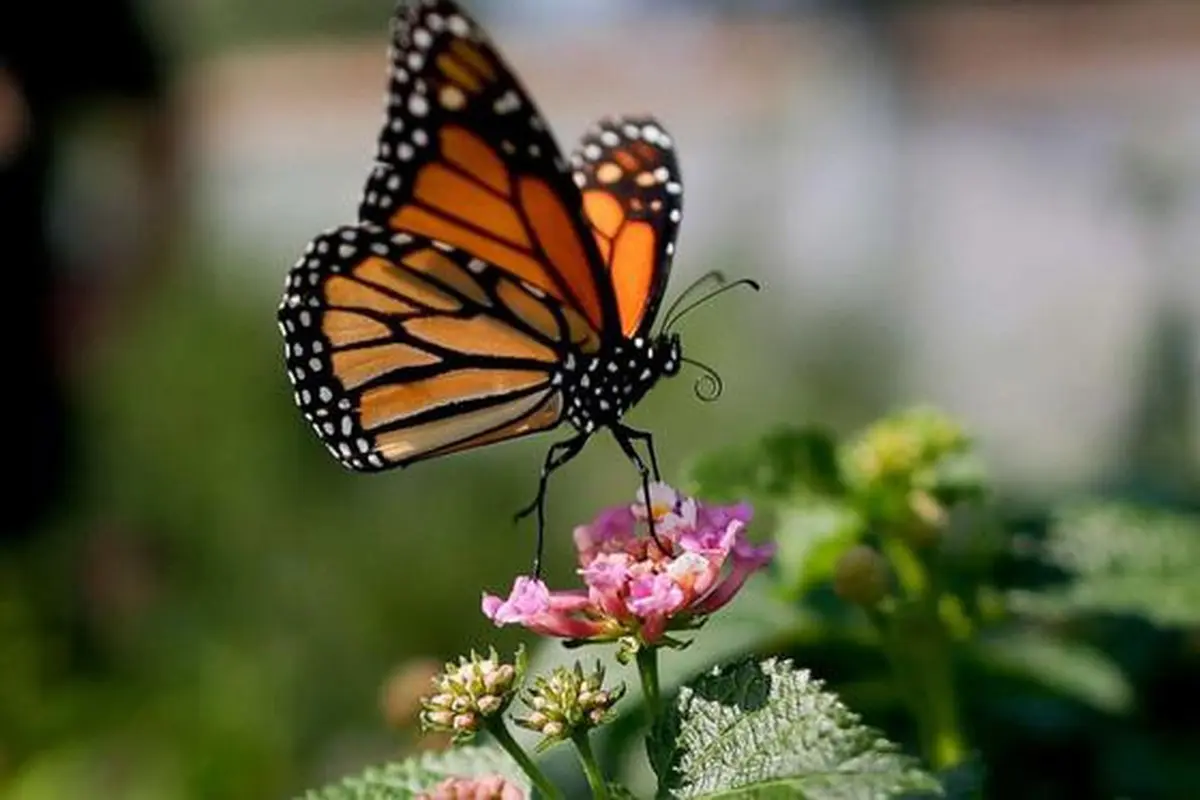 Seekor kupu-kupu raja di Vista, California, 19 Agustus 2015. (source: AP/Gregory Bull)