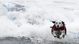 Seekor anjing dalmatian melompat dari papan seluncurnya saat dihempaskan ombak ketika mengikuti kompetisi surfing anjing Petco Unleashed ke-10 di pantai Imperial, California, 1 Agustus 2015. (REUTERS/Mike Blake)