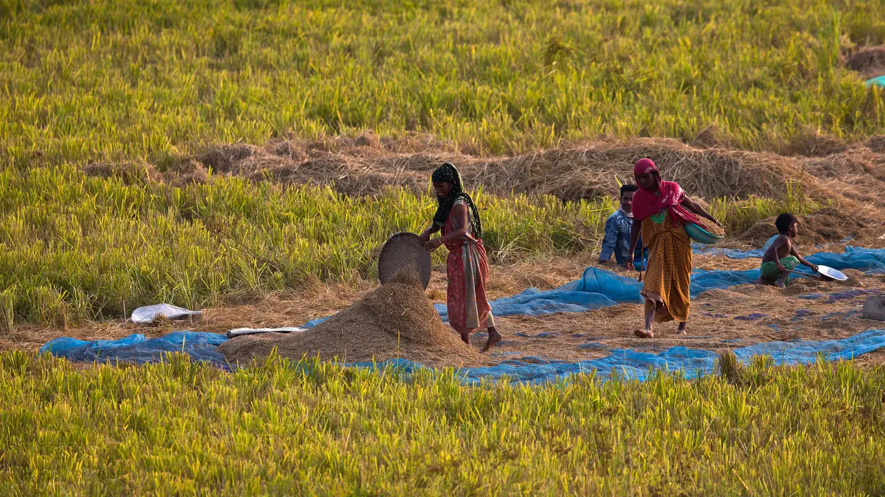 Potret Petani India Kala Bekerja di Sawah