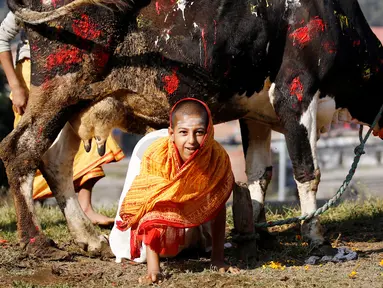Seorang bocah merangkak di bawah sapi saat merayakan Festival Tihar/ Diwali di Kathmandu, Nepal, Minggu (30/10). Festival Tihar diselenggarakann oleh penganut Hindu di Nepal. (REUTERS / Navesh Chitrakar)
