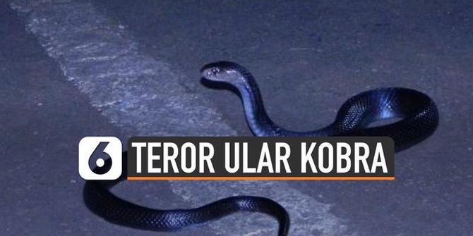 VIDEO: Penyebab Teror Ular Kobra di Berbagai Daerah