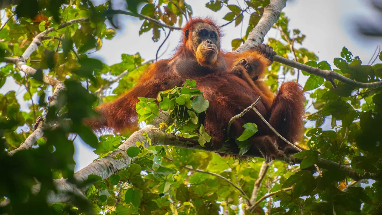 Bencana Sumatra Utara, Sekitar 10 Persen Populasi Orangutan Tapanuli Tewas