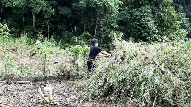 Ladang Ganja