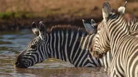 Kawanan zebra minum dari lubang air yang terletak di Taman Nasional Amboseli, Kenya, 21 Juni 2018. Diperkirakan terdapat sekitar 400 spesies burung dan 47 jenis hewan liar di taman nasional ini. (AFP/TONY KARUMBA)