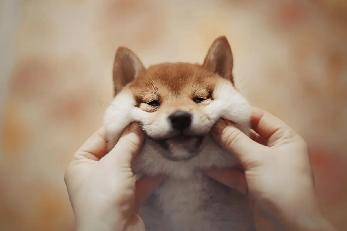 Tingkah Lucunya Bikin Happy, Bukti Anjing Sahabat Terbaik Manusia