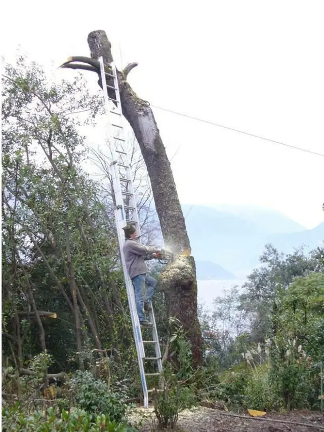 6 Potret Aksi Berani Penebang Pohon Bekerja Tanpa Pengaman, Nekat Banget