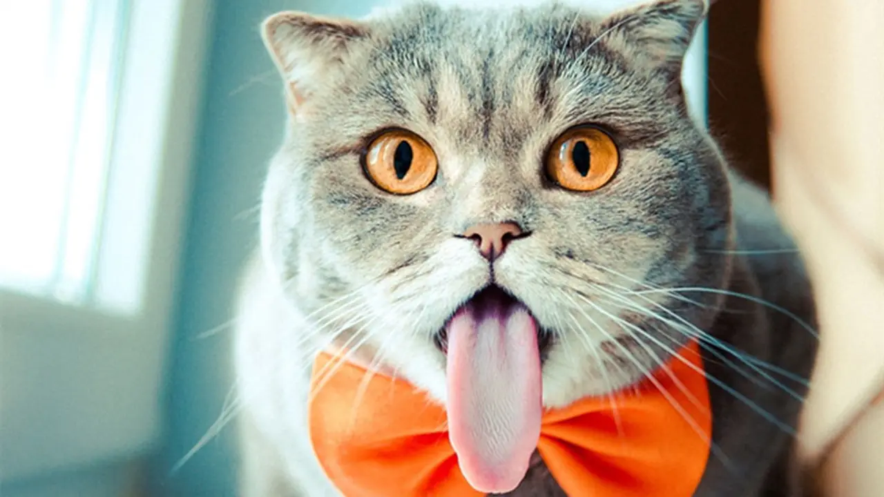 Kucing Lucu Ini Tirukan Pose Julurkan Lidah Ala Albert Einstein