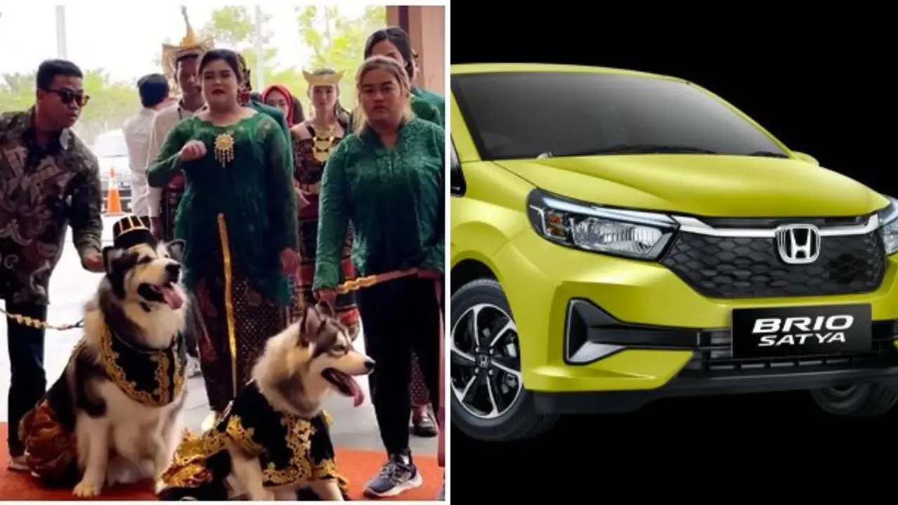 Viral Biaya Pernikahan Sepasang Anjing Setara dengan Honda Brio Terbaru