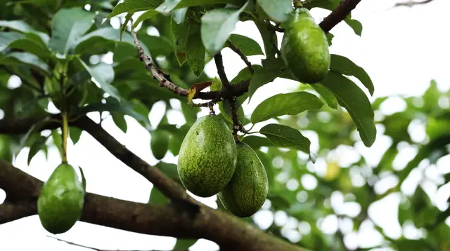 7 Penyebab Buah Alpukat Berukuran Kecil Meski Pohonnya Subur, Ternyata Bukan Kurang Pupuk