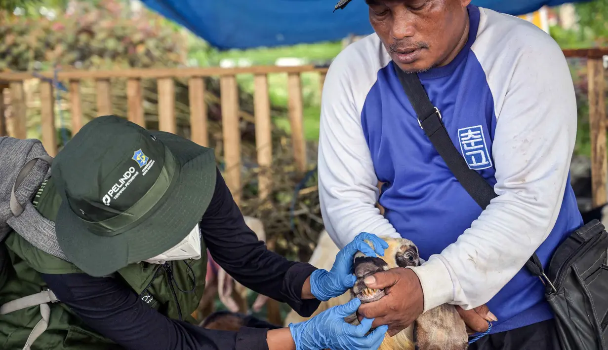 Petugas kesehatan dari Dinas Ketahanan Pangan dan Pertanian memeriksa mulut seekor kambing di pasar ternak menjelang Idul Adha atau hari raya kurban bagi umat Muslim, di Surabaya, Jawa Timur, pada Rabu 20 Mei 2026. (JUNI KRISWANTO/AFP)