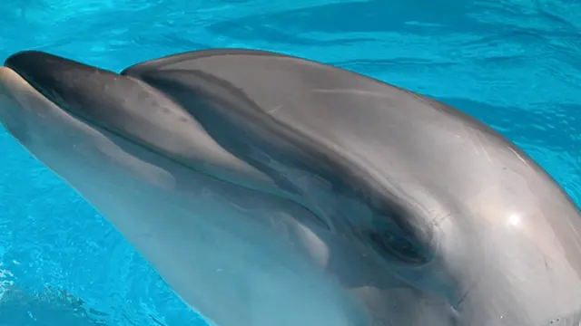 (c)hdwallpaperin.com